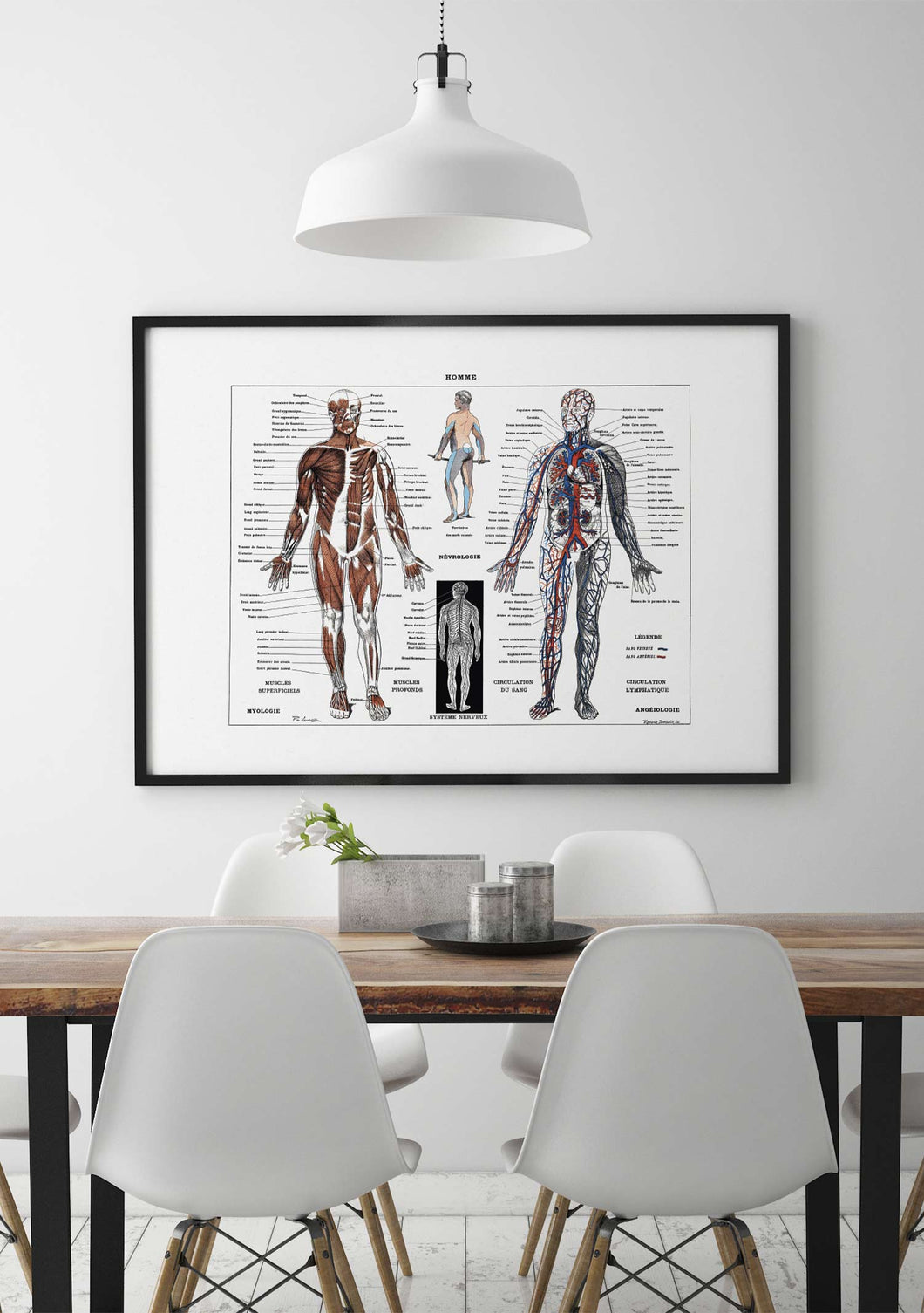Anatomía Hombre