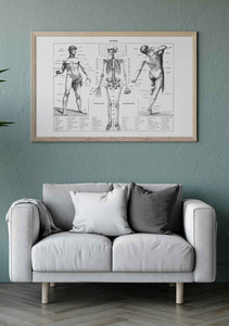 Anatomía Hombre Clásica