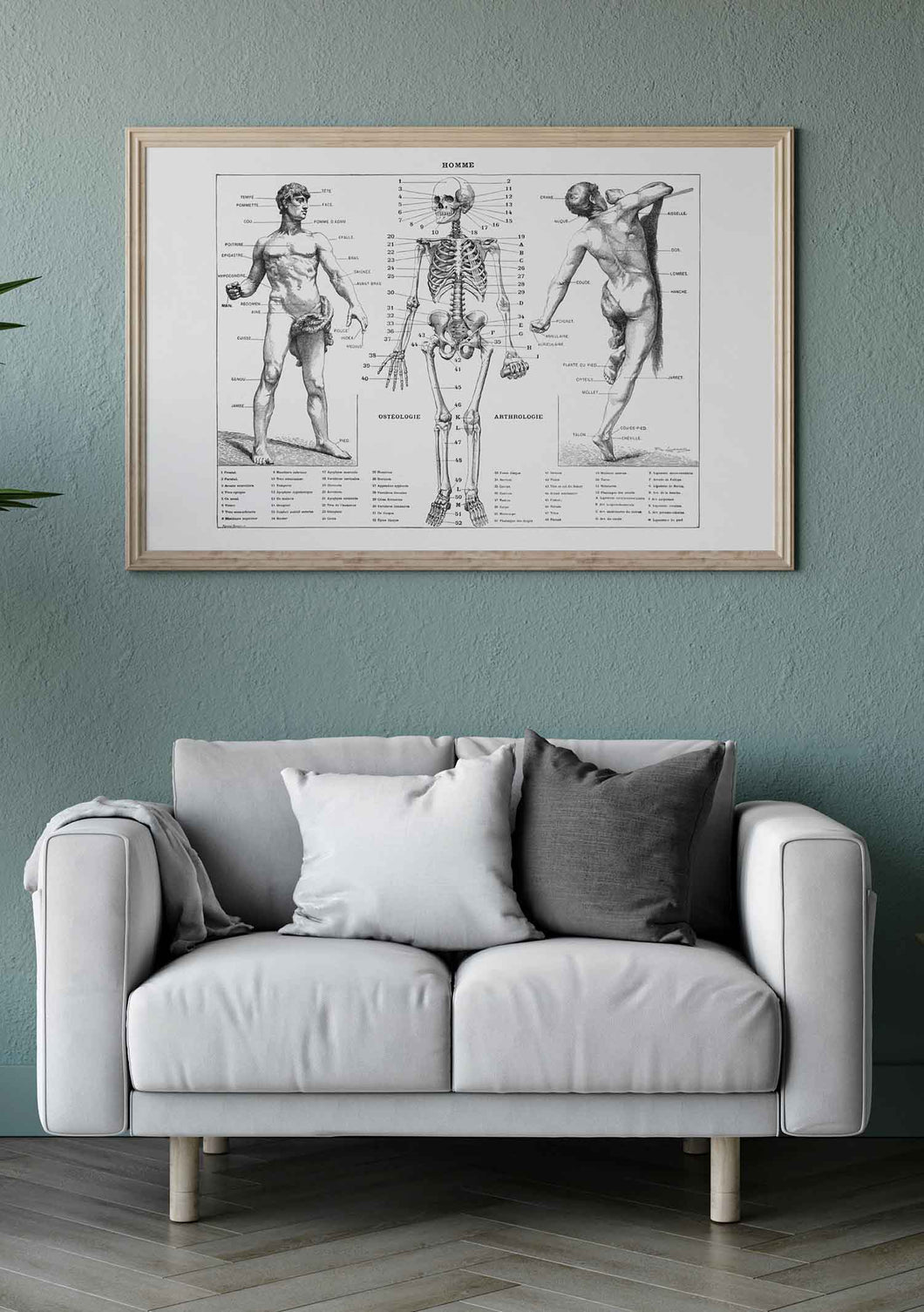 Anatomía Hombre Clásica