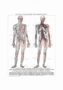 Anatomía Hombre Circulación