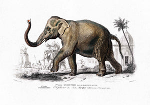 Elefante Asiático