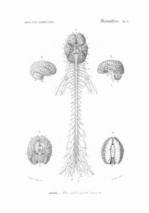 Dibujo Enciclopedia Sistema Nervioso