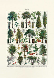 Arbres No1