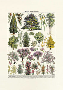 Arbres No4