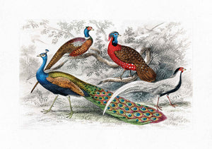 Pavo Real y Faisanes