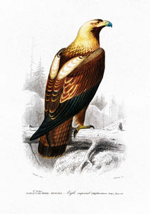 Águila Imperial Oriental