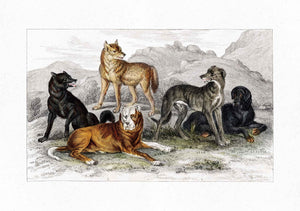 Perros y Lobos