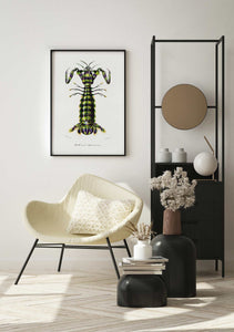 Camarón Mantis Gigante