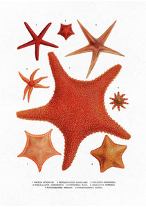 Estrellas de Mar I
