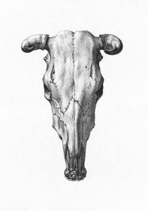 Cráneo de una vaca I