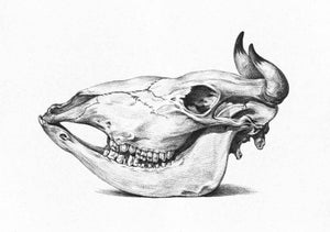 Cráneo de una vaca II