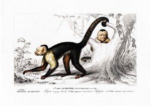 Capuchino de cabeza blanca