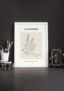 Lavanda