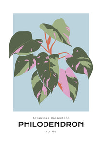 Philodendron