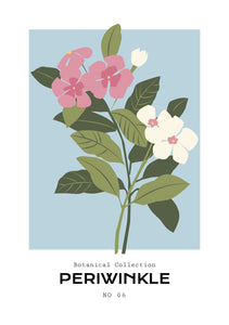 Periwinkle