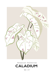 Caladium